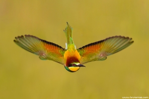 Abelharuco | Bee-eater (Merops apiaster)