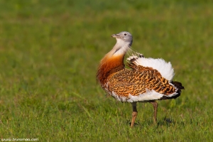 Abetarda | Great Bustard (Otis tarda)