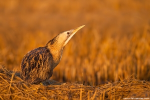 Abetouro | Great Bittern (Botaurus stellaris)