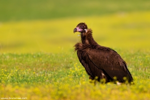 Abutre-preto | Black Vulture (Aegypius monachus)