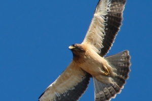 Águia-calçada | Booted Eagle (Hieraaetus pennatus)