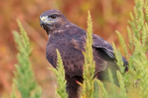 Águia-d’asa-redonda | Buzzard (Buteo buteo)