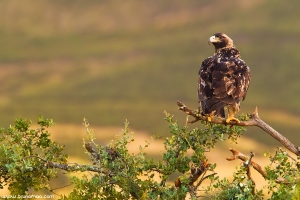 Águia-imperial-ibérica | Spanish Imperial Eagle (Aquila adalberti)