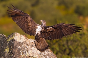 Águia-perdigueira | Bonelli's Eagle (Aquila fasciata)