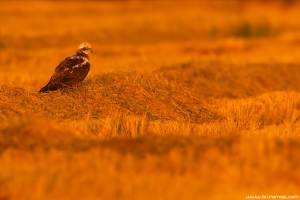 Águia-sapeira | Marsh Harrier (Circus aeruginosus)