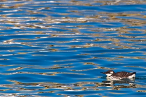 Airo | Guillemot (Uria aalge)