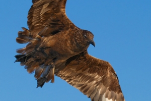 Alcaide | Great skua (Stercorarius skua)