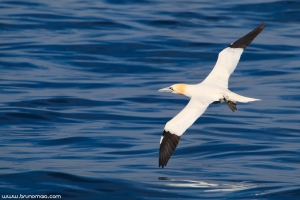 Alcatraz | Gannet (Morus bassanus)