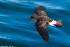 Alma-de-mestre | Storm-petrel (Hydrobates pelagicus)