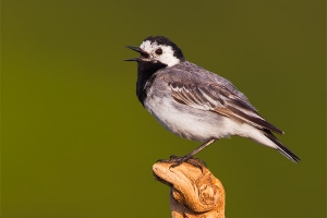 Alvéola-branca | White Wagtail (Motacilla alba)