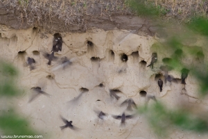 Andorinha-das-barreiras | Sand Martin (Riparia riparia)