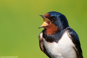 Andorinha-das-chaminés | Barn Swallow (Hirundo rustica)