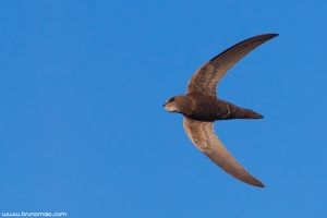 Andorinhão-pálido | Pallid Swift (Apus pallidus)