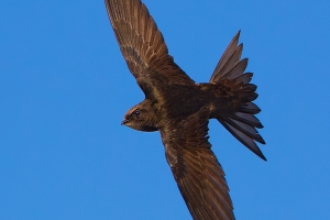 Andorinhão-preto | Swift (Apus apus)