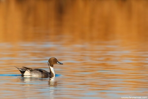 Arrábio | Pintail (Anas acuta)