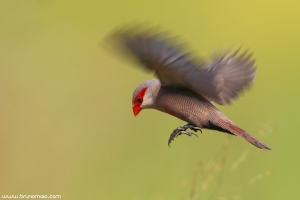 Bico-de-lacre | Common Waxbill (Estrilda astrild)