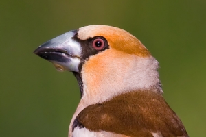 Bico-grossudo | Hawfinch (Coccothraustes coccothraustes)