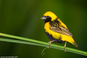 Bispo-de-coroa-amarela | Yellow-crowned Bishop (Euplectes afer)