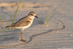 Borrelho-de-coleira-interrompida | Kentish Plover (Charadrius alexandrinus)