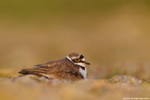 Borrelho-pequeno-de-coleira | Little Ringed Plover (Charadrius dubius)