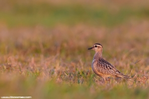 Borrelho-ruivo | Dotterel (Charadrius morinellus)