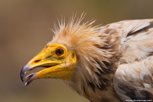 Britango | Egyptian Vulture (Neophron percnopterus)