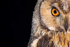 Bufo-pequeno | Long-eared Owl (Asio otus)