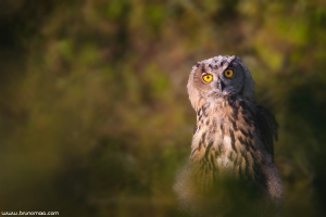 Bufo-real | Eagle Owl (Bubo bubo)