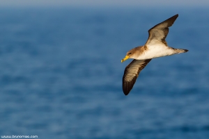 Cagarra | Cory’s Shearwater (Calonectris diomedea)