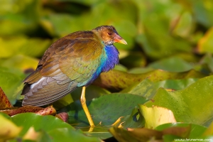 Camão-americano | Purple Gallinule (Porphyrio martinicus)