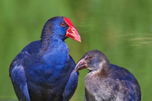 Camão | Purple Gallinule (Porphyrio porphyrio)