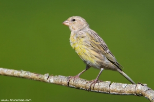 Canário-da-terra | Atlantic Canary (Serinus canaria)