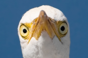 Carraceiro | Cattle Egret (Bubulcus ibis)