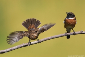 Cartaxo | Stonechat (Saxicola torquata)