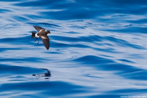 Casquilho | Wilson's Storm Petrel (Oceanites oceanicus)