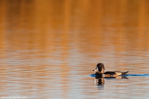 Caturro | Ring-necked Duck (Aythya collaris)