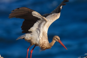 Cegonha-branca | White Stork (Ciconia ciconia)