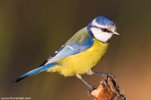 Chapim-azul | Blue Tit (Parus caeruleus)