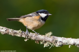 Chapim-carvoeiro | Coal Tit (Parus ater)