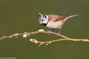 Chapim-de-poupa | Crested tit (Parus cristatus)