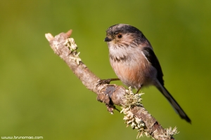 Chapim-rabilongo | Long-tailed Tit (Aegithalos caudatus)