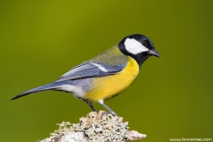 Chapim-real | Great tit (Parus major)