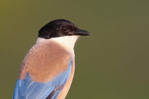 Charneco | Azure-winged Magpie (Cyanopica cyana)