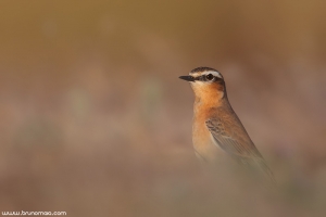 Chasco-cinzento | Northern Wheatear (Oenanthe oenanthe)