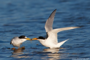 Chilreta | Little Tern (Sterna albifrons)