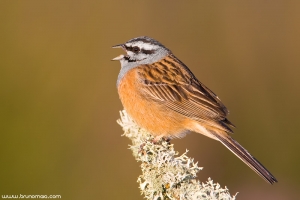 Cia | Rock Bunting (Emberiza cia)