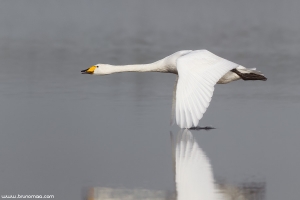 Cisne-bravo | Whooper Swan (Cygnus cygnus)