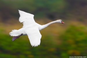 Cisne-mudo | Mute Swan (Cygnus olor)
