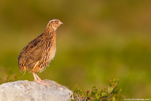 Codorniz | Quail (Coturnix coturnix)