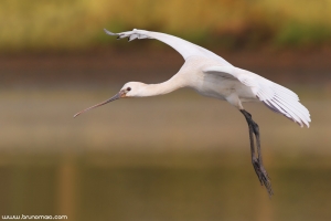 Colhereiro | Spoonbill (Platalea leucorodia)